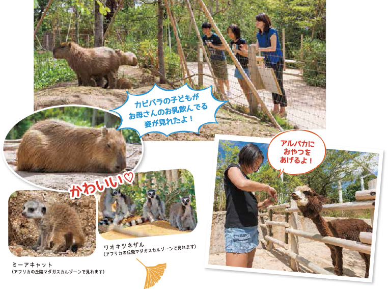 山口トヨペットアルファードでときわ動物園